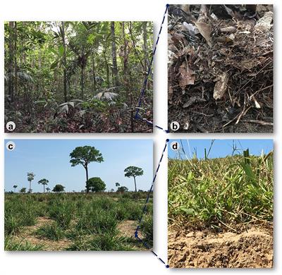 Land-Use System and Forest Floor Explain Prokaryotic Metacommunity Structuring and Spatial Turnover in Amazonian Forest-to-Pasture Conversion Areas